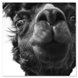 Logo of a veterinary partner