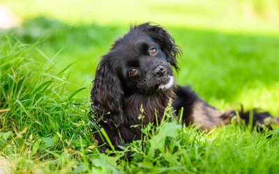 Illustration of dog body language signals