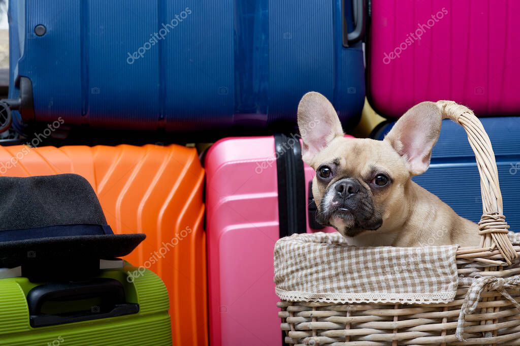 Family learning safe handling with a friendly dog