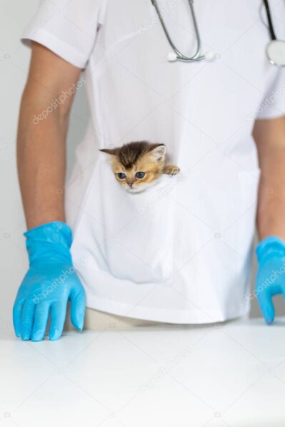 PBSVUSA outreach with community members and dogs